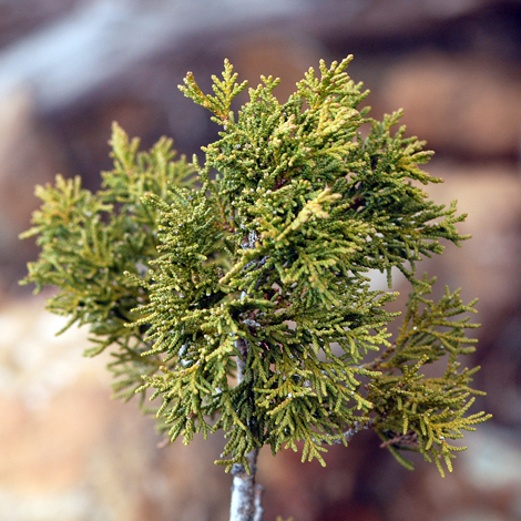 Juniperus foetidissima close
