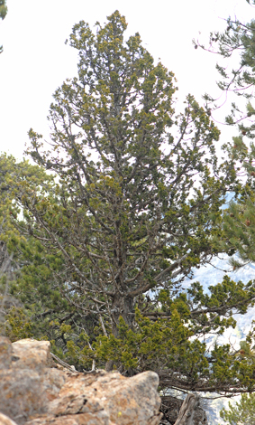 Juniperus foetidissima whole