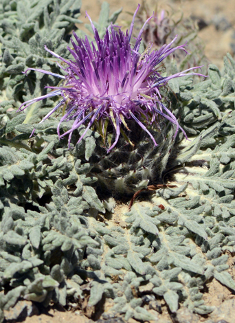 Jurinella moschus close