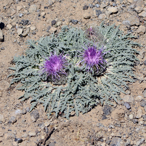 Jurinella moschus whole