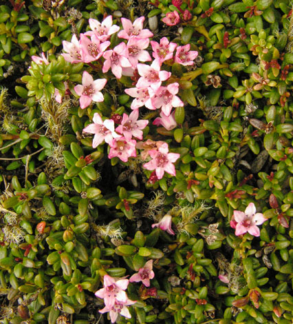 Loiseleuria procumbens