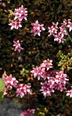 Kalmia procumbens close