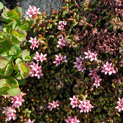 Kalmia procumbens whole
