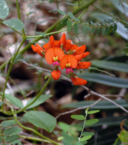 Kennedia coccinea