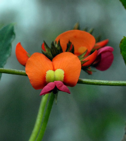 Kennedia coccinea