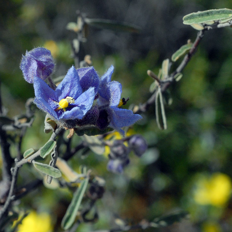 Keraudrenia integrifolia close