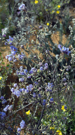 Keraudrenia integrifolia whole