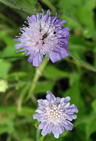 Knautia arvensis close