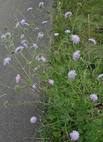 Knautia arvensis whole