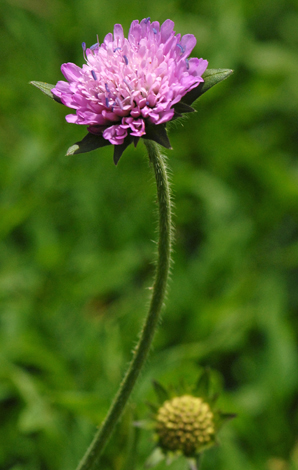 Knautia dipsacifolia close