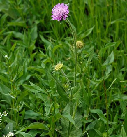Knautia dipsacifolia whole