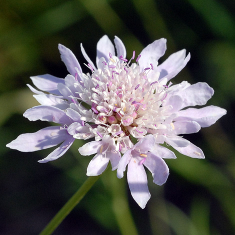 Knautia integrifolia close