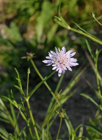 Knautia integrifolia whole