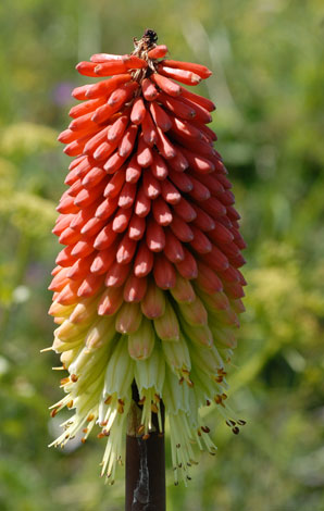 Kniphofia x praecox flower
