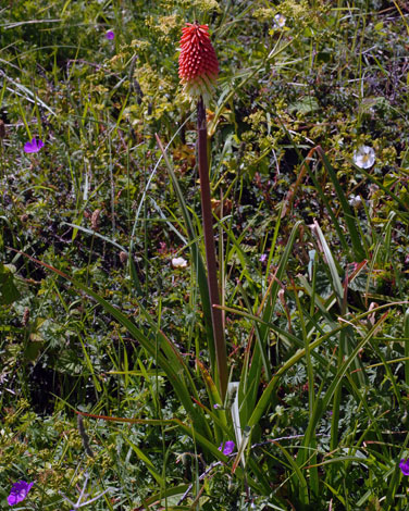Kniphofia x praecox whole