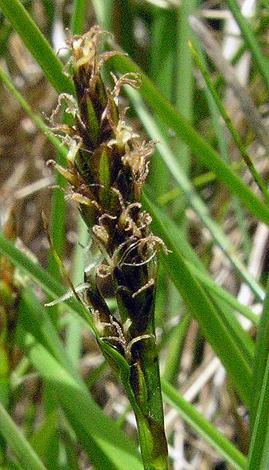 Kobresia simpliciuscula close