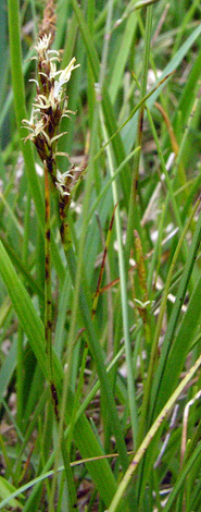 Kobresia simpliciuscula whole