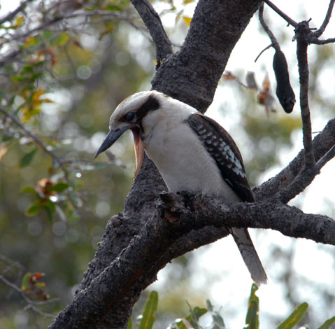 Kookaburra