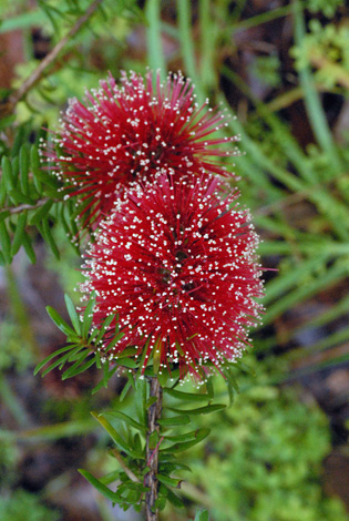 Kunzea baxteri class