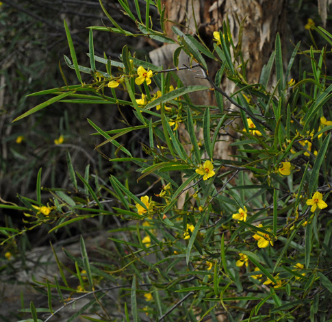 Labichea lanceolata whole