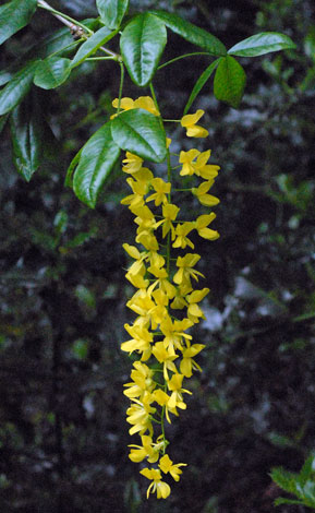 Laburnum alpinum whole