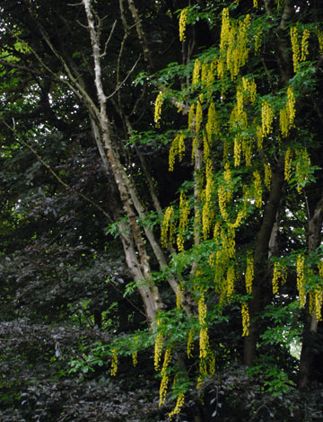 Laburnum alpinum whole