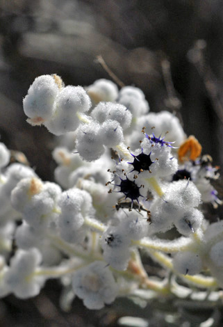 Lachnostachys eriobotrya close