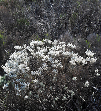 Lachnostachys eriobotrya whole