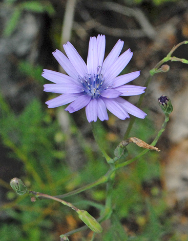 Prenanthes purpurea close