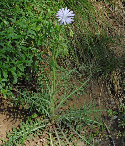 Prenanthes purpurea whole