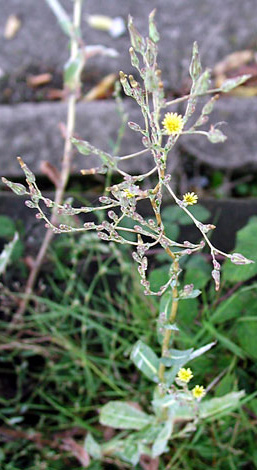 Lactuca serriola flowers