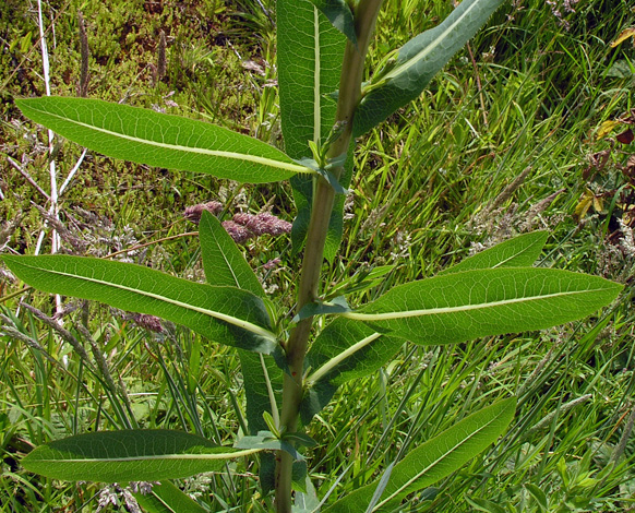 Lactuca serriola leaves