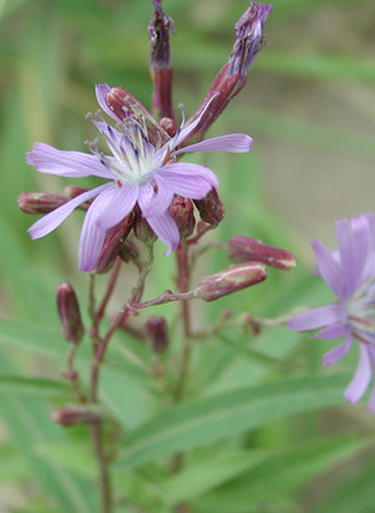 Lactuca tartarica close