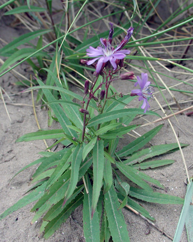 Lactuca tartarica whole