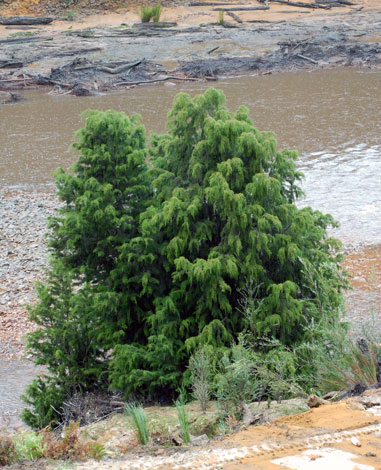 Lagarostrobos franklinii pair