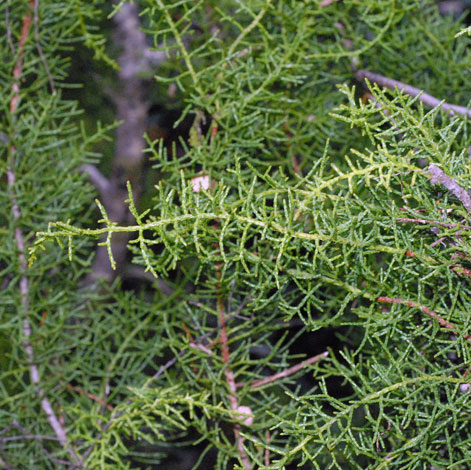 Lagarostrobos franklinii close