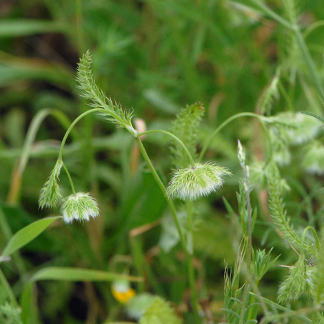 Lagoecia cuminoides close