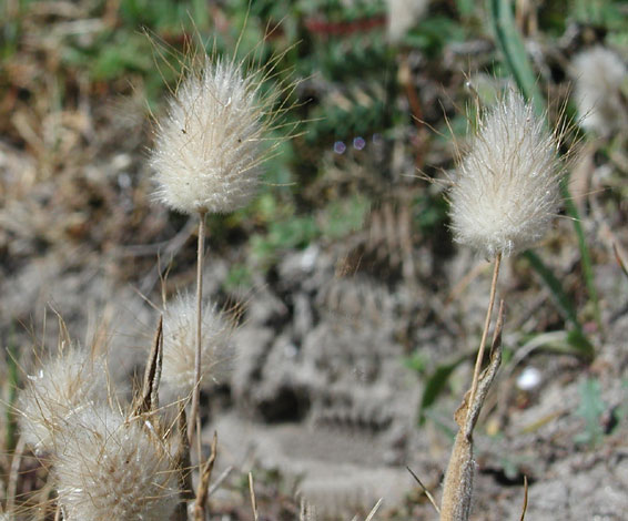 Lagurus ovatus