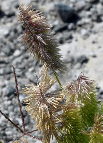 Lamarckia aurea close