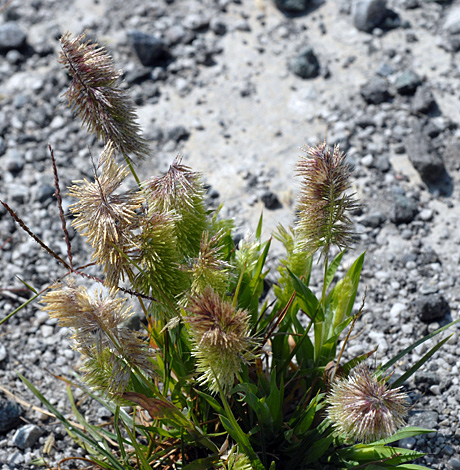 Lamarckia aurea whole