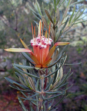 Lambertia formosa close