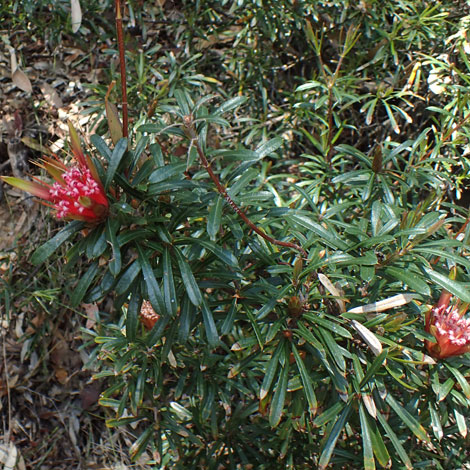 Lambertia formosa whole