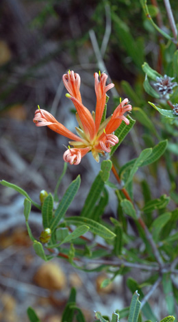Lambertia multiflora close