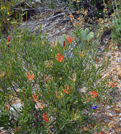Lambertia multiflora whole