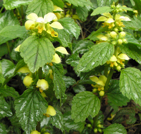 Lamium galeobdolon ssp argentatum