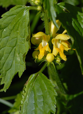 Lamiastrum galeobdolon ssp montanum