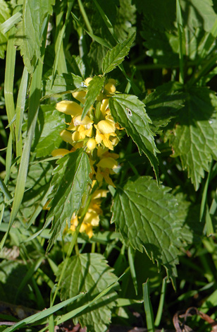 Lamiastrum galeobdolon ssp montanum