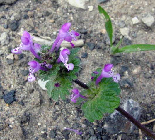 Lamium amplexicaule