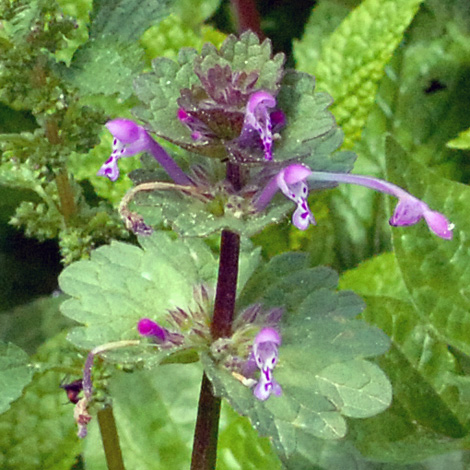 Lamium amplexicaule close