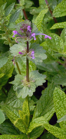 Lamium amplexicaule whole
